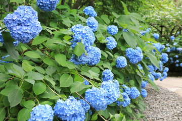 Hydrangea at Meigetsuin (Hydrangea Temple) Kamakura Japan
