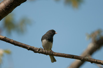 Dark-Eyed Junco (Slate-Colored Junco)