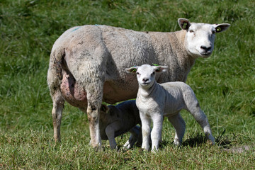 Naklejka na ściany i meble Young lamb stands in front of its mother and looks at the photographer