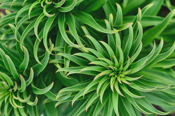 Naklejka na ściany i meble Green plants background. Natural spring background.