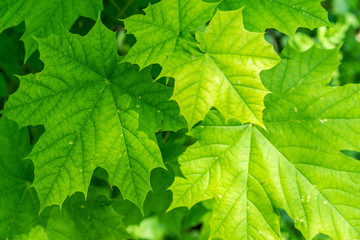 Saftig Grüne Blätter Hintergrund 
