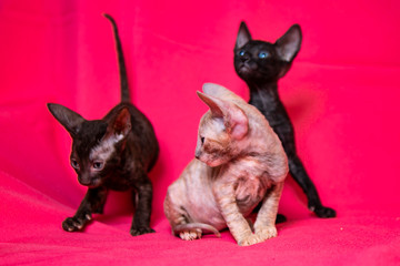 Cornish Rex kittens on a pink background