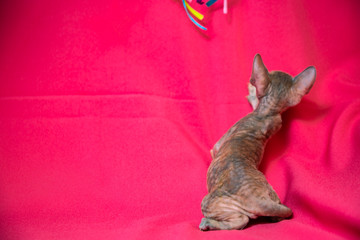 Cornish Rex kitten color Cream point