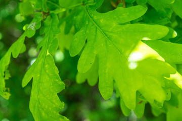 Saftig Grüne Blätter Hintergrund 
