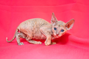 Cornish Rex kitten color Cream point