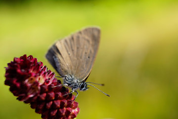 Nahansicht eines Dunklen Ameisenbläuling