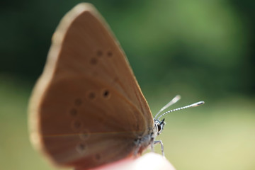 Nahansicht eines Dunklen Ameisenbläuling