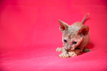 Cornish Rex kitten color Cream point