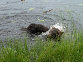 Adult brown bears playing and posing among swamp forest