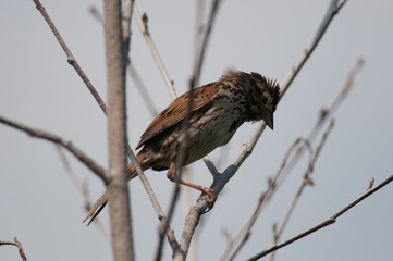 Song Sparrow