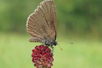 Nahansicht eines Dunklen Ameisenbläuling