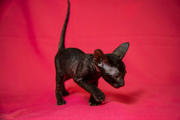 Cornish Rex black kitten (dark brown)