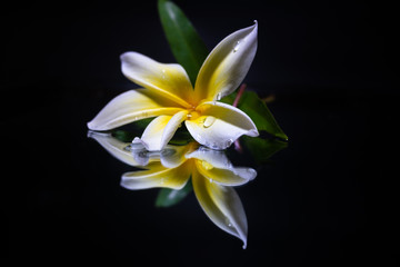 Plumeria flowers are most fragrant at night in order to lure sphinx moths to pollinate them