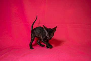 Cornish Rex black kitten (dark brown)