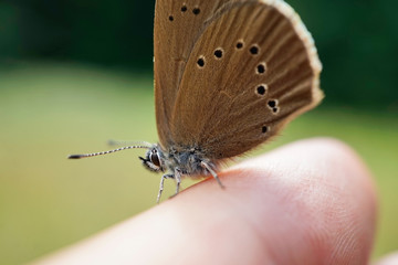 Auf einen Finger sitzender Dunkler Ameisenbläuling 