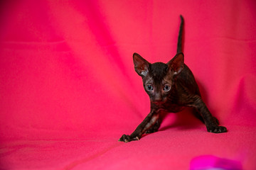 Cornish Rex black kitten (dark brown)