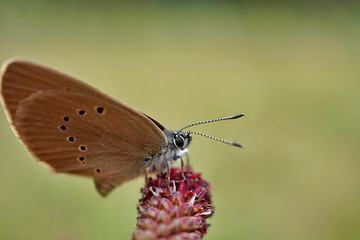 Nahansicht eines Dunklen Ameisenbläuling