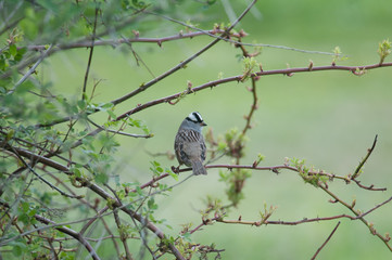 White-Crowned Sparrow