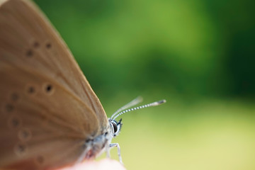 Auf einen Finger sitzender Dunkler Ameisenbläuling 