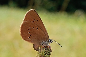 Nahansicht eines Dunklen Ameisenbläuling