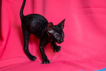 Cornish Rex black kitten (dark brown)