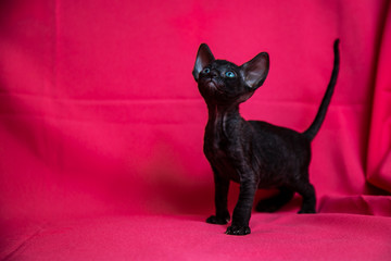 Cornish Rex black kitten (dark brown)