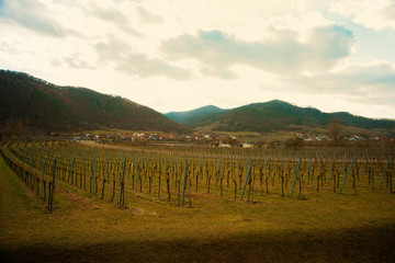 Fototapeta na wymiar Photo of view of a clean Austrian vineyard in spring near a village and some hills. Agriculture and peasant occupation concept.