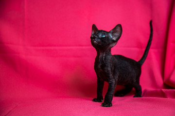 Cornish Rex black kitten (dark brown)