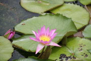 flower, water, lotus, pond, lily, pink, nature, water lily, garden, waterlily, plant, beauty, blossom, lake, green, leaf, bloom, flora, aquatic, floral, purple, petal, white, leaves, summer