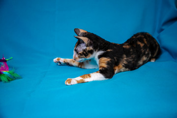 Kittens Cornish Rex tortoiseshell color on a blue background