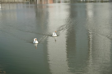 Geese of Kholmogory breed, gray geese swim on the lake. Domestic species of birds.