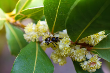 bee on a flower