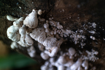 close up, wood fungus which is a type of fungus cannot be consumed by humans because it is poisonous