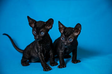 Cornish Rex kittens are black on a blue background
