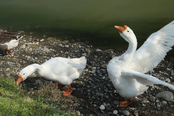 Geese of Kholmogory breed, gray geese walk on the lake. Domestic species of birds.