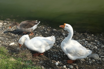 Geese of Kholmogory breed, gray geese walk on the lake. Domestic species of birds.