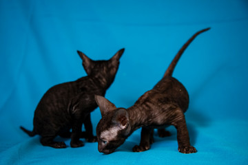 Cornish Rex kittens are black on a blue background