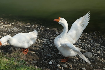 Geese of Kholmogory breed, gray geese walk on the lake. Domestic species of birds.