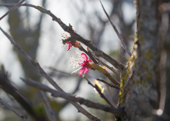 Almond Flowers