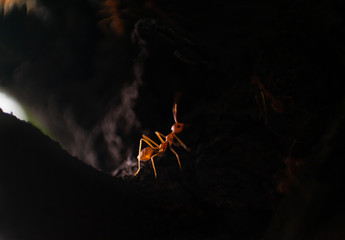 Fire ant queens, the reproductive females in their colony, also are generally the largest. Their primary function is reproduction