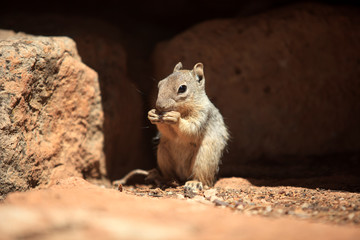 Arizona / USA - August 01, 2015: A squirrel in South Rim Grand Canyon, Arizona, USA