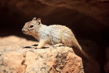 Naklejka na ściany i meble Arizona / USA - August 01, 2015: A squirrel in South Rim Grand Canyon, Arizona, USA