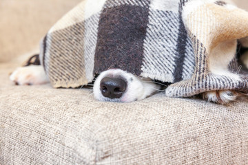 Stay home. Funny portrait of puppy dog border collie lying on couch under plaid indoors. Dog nose sticks out from under plaid close up. Pet care animal life quarantine concept.