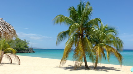 Palms on white sand at beach