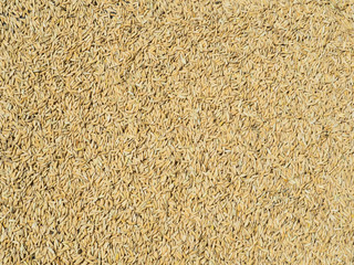 Golden yellow paddy rice grain