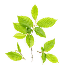 Green leaves isolated white background