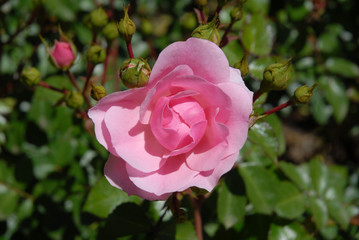 Pretty pink flower on Shrub Rose, Bonica