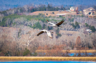 Sandhill Cranes flying over Hiwassee Wildlife Sanctuary in Birchwood Tennessee.