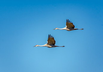 Sandhill Cranes flying across a blue sky at Hiwassee Wildlife Refuge in Birchwood Tennessee.