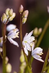 white early squill (scilla mischtschenkoana) blooming in spring with blurred bokeh background